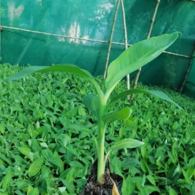 banana-g9-tissue-culture-plant-500x500 (1)