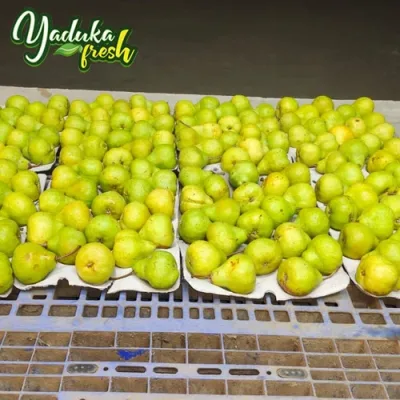 fresh-imported-pears-500x500 (1)