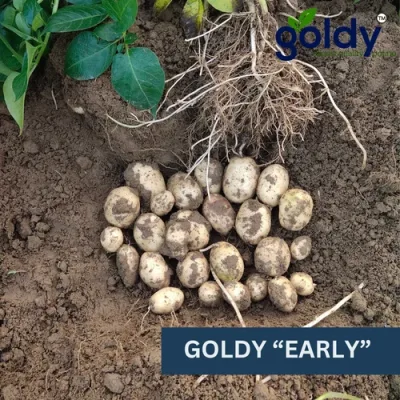 goldy-early-potato-export-quality-500x500 (1)