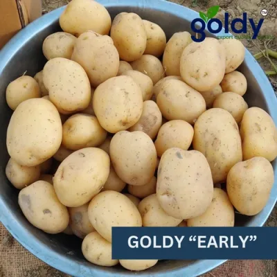 goldy-early-potato-export-quality-500x500 (2)