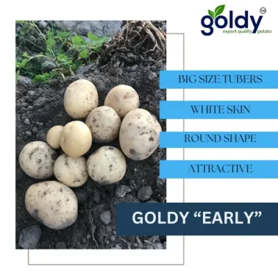 goldy-early-potato-export-quality-500x500