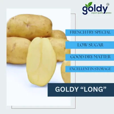 goldy-long-potato-french-fry-grade-500x500