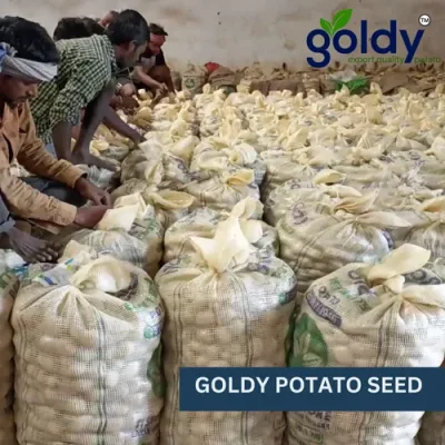 goldy-potato-seed-500x500 (1)