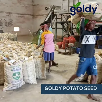 goldy-potato-seed-500x500