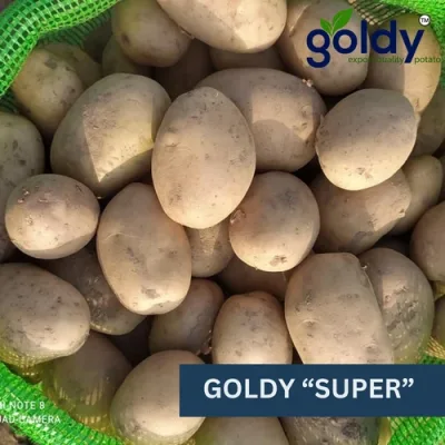 goldy-super-potato-export-quality-500x500 (1)