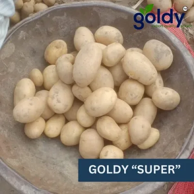 goldy-super-potato-export-quality-500x500 (2)