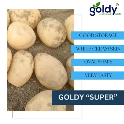 goldy-super-potato-export-quality-500x500