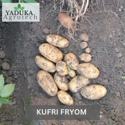 kufri-fryom-potato-seed-500x500 (1)