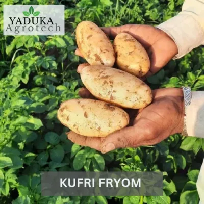 kufri-fryom-potato-seed-500x500