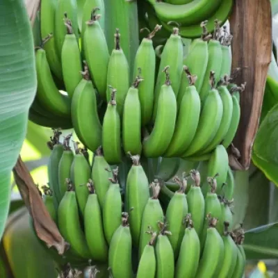 raw-green-banana-500x500 (2)